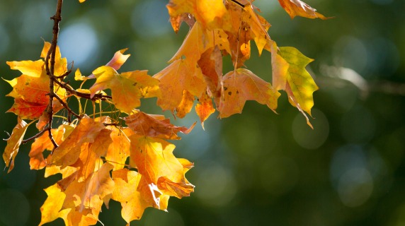 Fall leaves on a campus tree