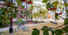 SO building and bicycles through tree branches with red berries