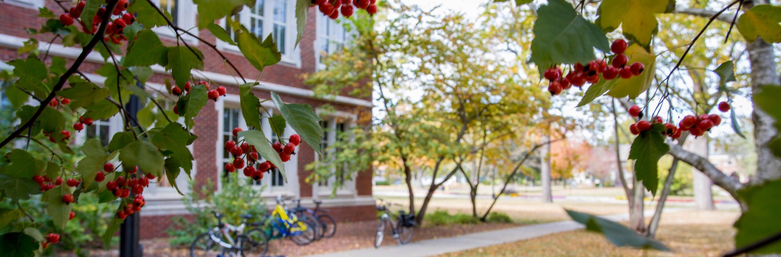 View of a building and bicycles through tree branches with red berries