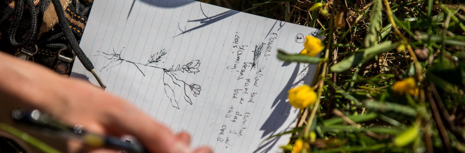 hand drawing flower specimens