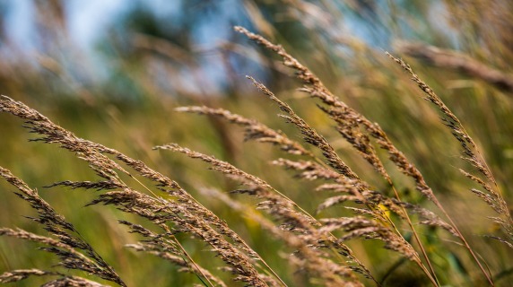 Prairie grass bent in the wind