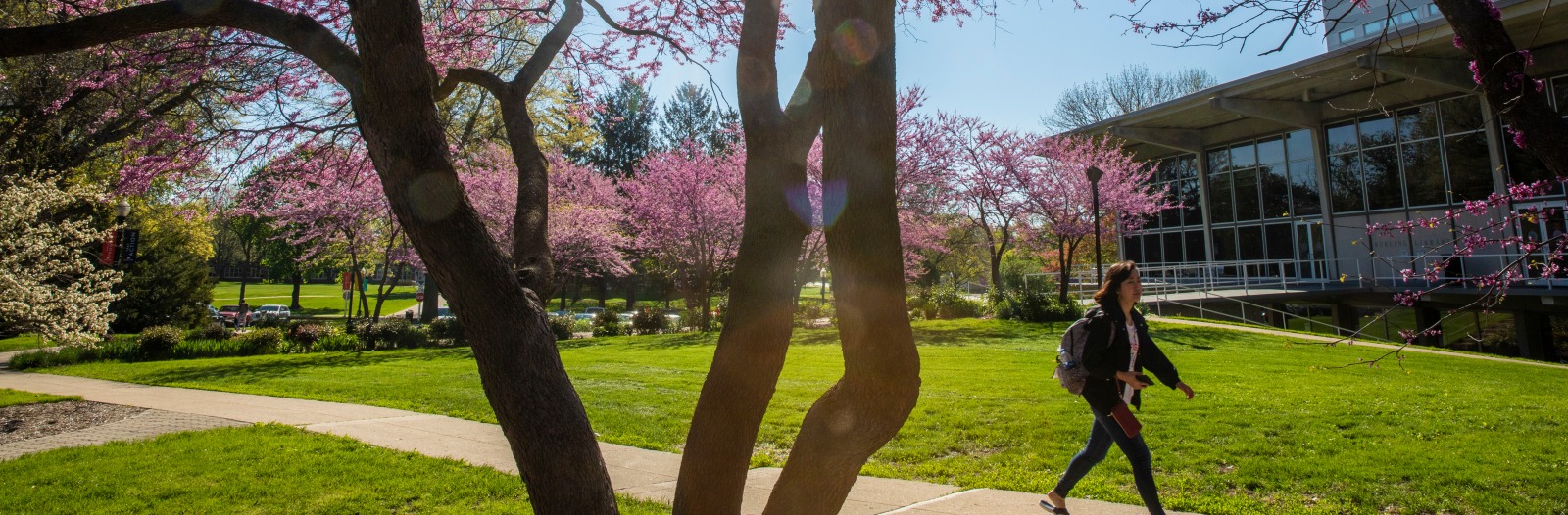 Student walks through central campus during springtime
