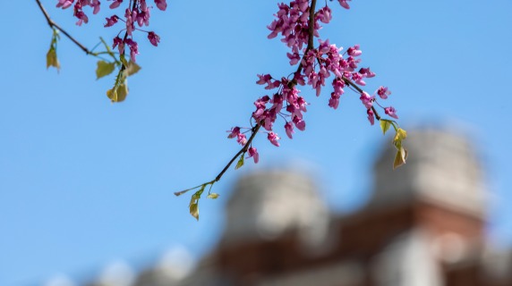 Flowering tree blossoms in front of brick building