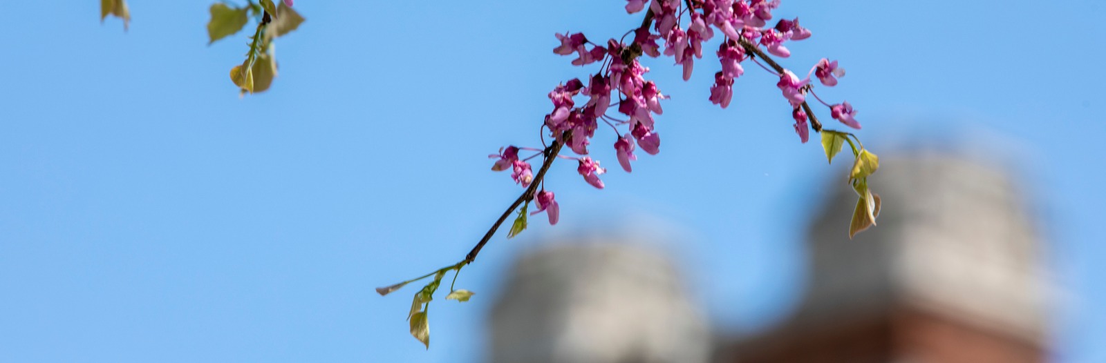 Flowering tree blossoms in front of brick building