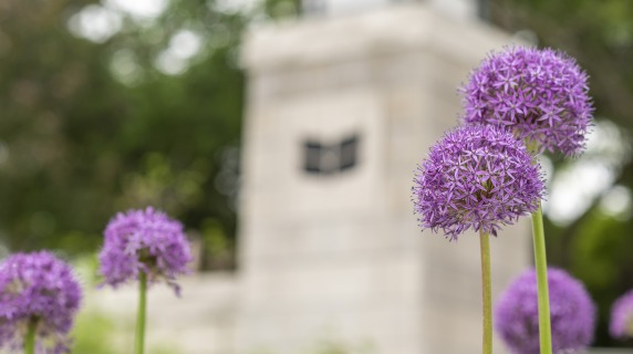 Image of stone pillar with engraved laurel leaf, purple spring flowers