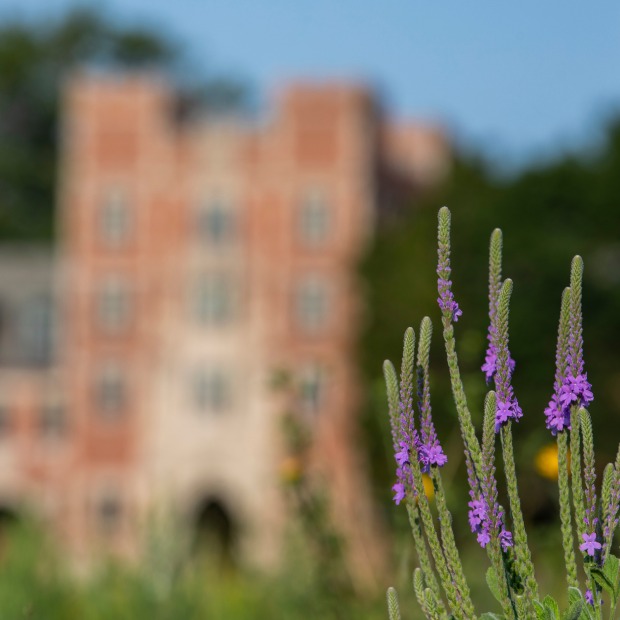 flowers blooming with Gates-Rawson tower in the background