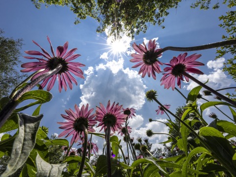 A point of view of pink flowers from the group up.