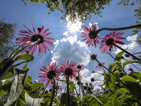 flowers looking up towards sky