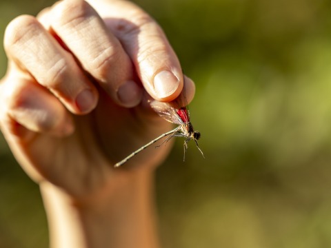 A green and black damselfly is held carefully by its wing.