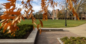 Gates seen through yellow leaves