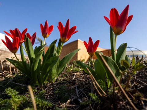 Grinnell College Homepage