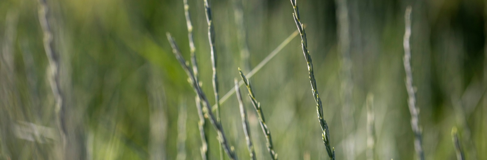 Seed head of Kerza©