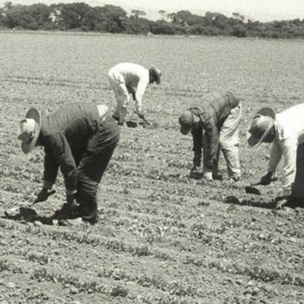 workers in field
