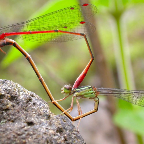 red damselflies mating