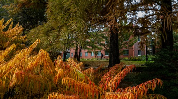 Thick covering of trees obscure the view of a brick building with students walking in front